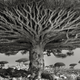 Image for article titled Extraordinary pictures of the most ancient trees on Earth